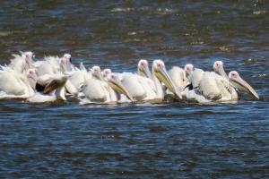 African White Pelican