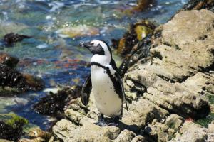 African Penguin
