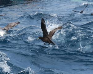 White-chinned Petrel
