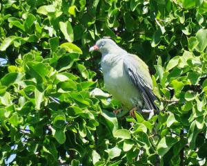 African Green Pigeon