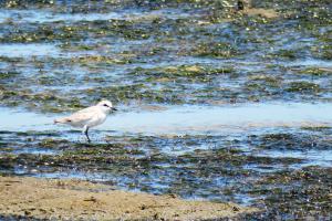 Chestnut-banded Plover