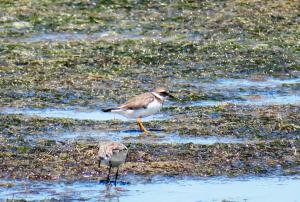 Common Ringed Plover