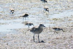 Gray Plover