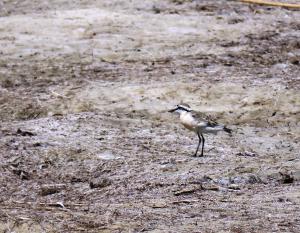 Kittlitz' Plover