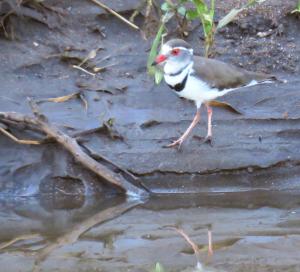 Three-banded Plover