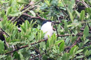 Black-backed Puffback