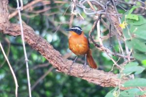 White-browed Robin-chat