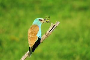 European Roller