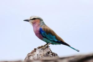 Lilac-breasted Roller