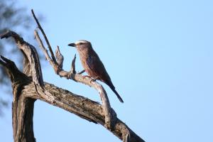 Purple Roller