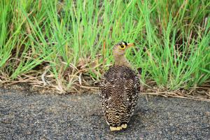 Double-banded Sandgrouse
