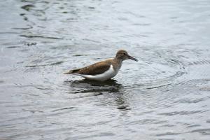 Common Sandpiper