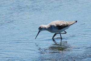 Marsh Sandpiper