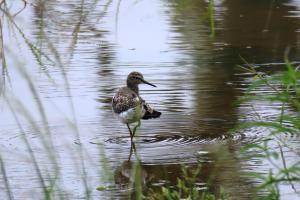 Wood Sandpiper