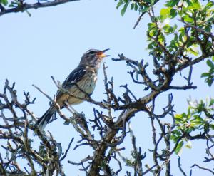 White-browed Scrub-robin