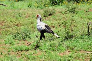 Secretarybird