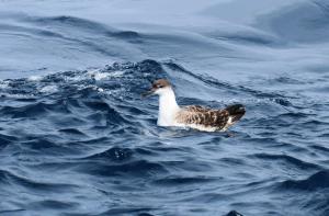 Great Shearwater