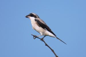 Lesser Gray Shrike