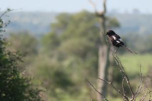 Magpie Shrike