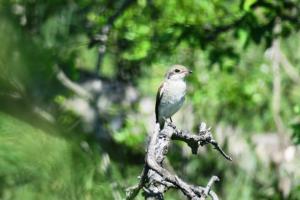 Red-backed Shrike