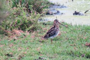 African Snipe