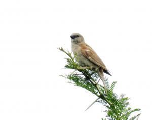 Southern Gray-headed Sparrow
