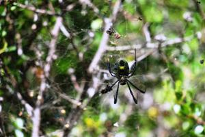 Orb Spider