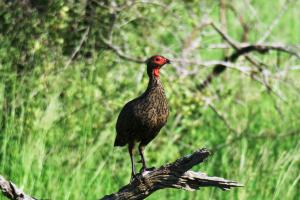 Swainson's Spurfowl