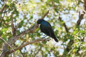 Cape Starling