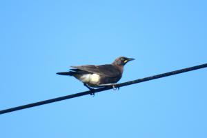Pied Starling