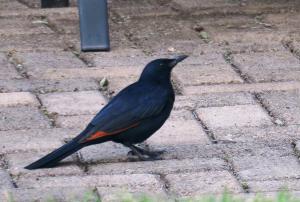 Red-winged Starling