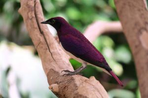 Violet-backed Starling