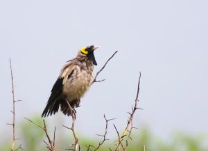 Wattled Starling