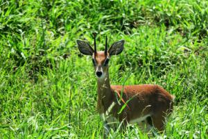 Steenbok