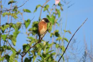 African Stonechat