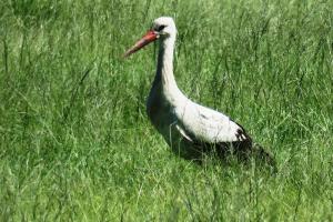 White Stork