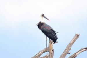 Woolly-necked Stork