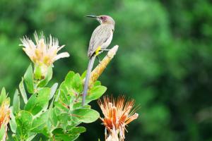 Cape Sugarbird
