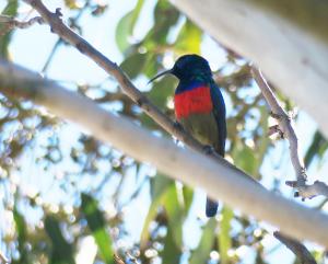 Greater Double-collared Sunbird