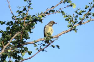 Scarlet-chested Sunbird (f)