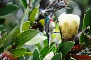 Southern Double-collared Sunbird