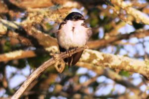 Pearl-breasted Swallow