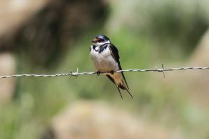 White-fronted Swallow