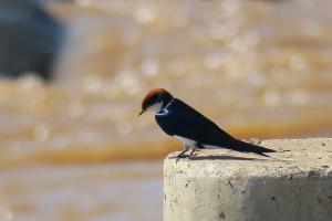 Wire-tailed Swallow