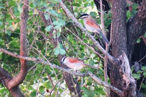Black-crowned Tchagra