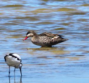Red-billed Teal