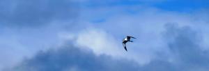 Arctic Tern