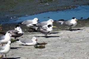 Greater Crested Tern