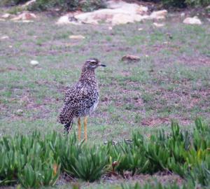 Spotted Thick-knee