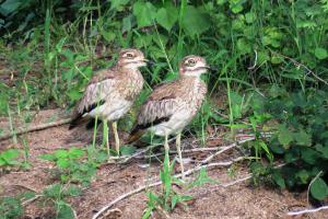 Water Thick-knee